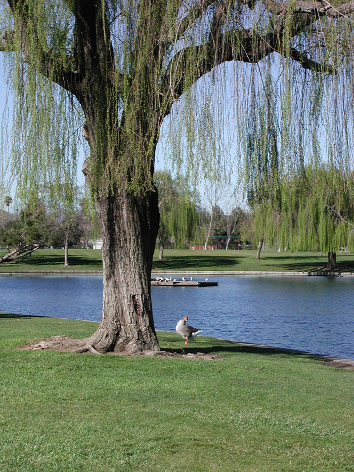 Civic Center Lake